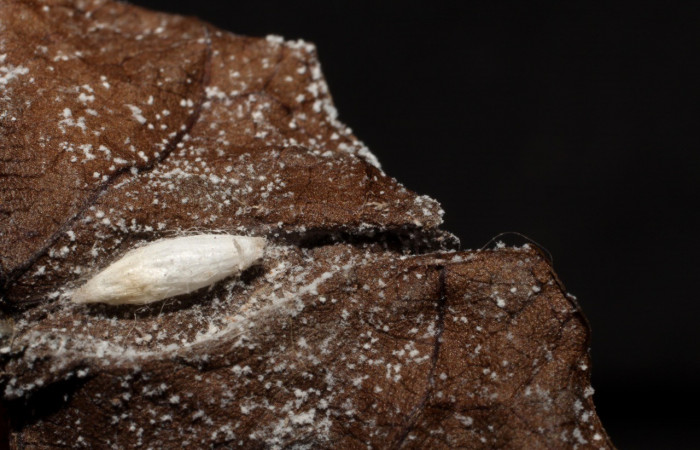 Figura 7. Capullo eclosionado de <i>Apanteles jesusbrenesi</i></i>(Braconidae), parásito de <i>Dichomeris</i></i> Janzen179 (Gelechiidae). Voucher 10-SRNP-1156-DHJ495990.jpg.
