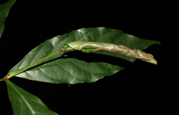 Figura 5. Rollo de la larva, <i>Dichomeris</i></i> Janzen179 (Gelechiidae), en su planta hospedera <i>Rinorea deflexiflora</i></i> (Violaceae). Voucher 13-SRNP-30197-DHJ700491.jpg.