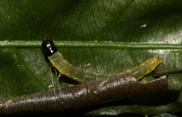 Figura 6. Larva de  <i>Dichomeris</i></i> Janzen179 (Gelechiidae), trabajando en su rollo, Estación Pitilla. Voucher 13-SRNP-30197-DHJ700494.jpg.