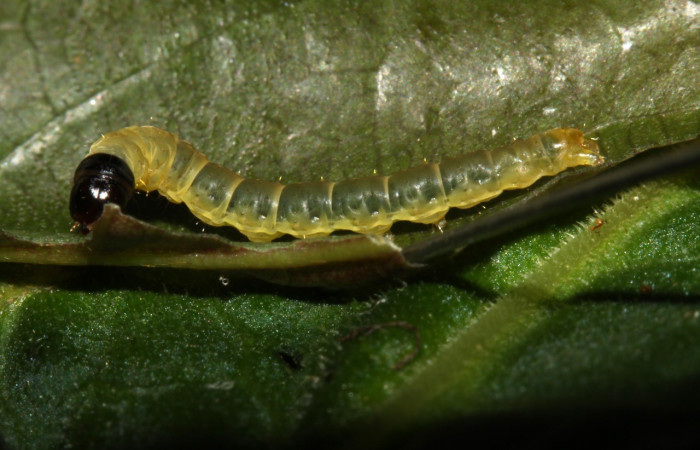 Figura 2. <i>Dichomeris</i></i> Janzen179 (Gelechiidae), último estadio, posición lateral, Estación Pitilla. Voucher 13-SRNP-30197-DHJ700499.jpg.