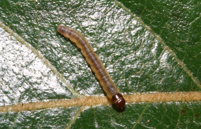 Figura 10. Dorsal entero <i>Psilocorsis</i></i> Janzen373, (Crambidae), en la planta <i>Byrsonima crassifolia</i></i> (Malpighiaceae). Sector Rincon Rain Forest. Sendero Venado (elevación 420 metros), Colectada 12 abril 2012. (12-SRNP-41525-DHJ489560.JPG).