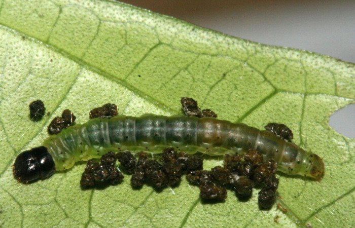 Figura 11. Dorsal entero <i>Psilocorsis</i></i> Janzen586, (Crambidae), en la planta malpig 17570 (Malpighiaceae). Sector Rincon Rain Forest. Sendero Albergue Cracter (elevación 980 metros), Colectada 28 junio 2010. (10-SRNP-3418-DHJ470907.JPG).