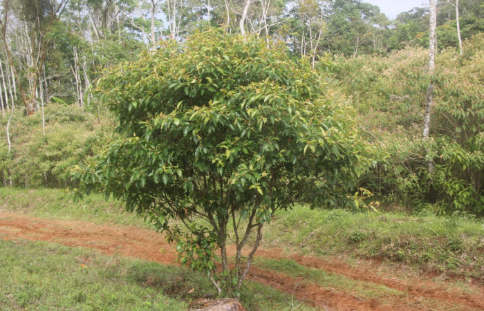 Figura 12. Planta hospedera <i>Byrsonima crassifolia</i></i>, (Malpighiaceae), de <i>Psilocorsis</i></i> Janzen373, (Crambidae). Foto, Jorge Hernández, 30 de junio 2017.