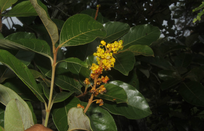 Figura 13. Flores <i>Byrsonima crassifolia</i></i>, (Malpighiaceae), de <i>Psilocorsis</i></i> Janzen373, (Crambidae). Foto, Jorge Hernández, 30 de junio 2017.