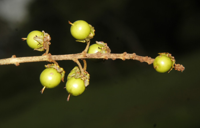 Figura 14. Frutos <i>Byrsonima crassifolia</i></i>, (Malpighiaceae), de <i>Psilocorsis</i></i> Janzen373, (Crambidae). Foto, Jorge Hernández, 30 de junio 2017.