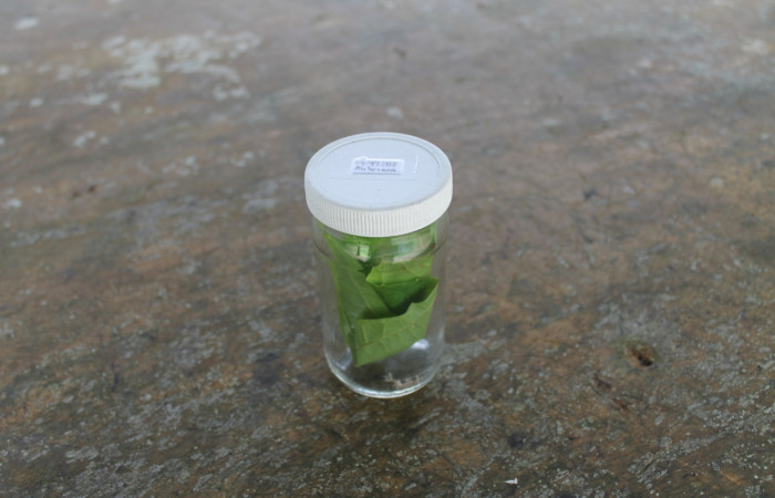 Figura 1. Larva <i>Psilocorsis</i></i> Janzen373, en vaso con su número de voucher y nombre de la planta. Foto, Ana Córdoba, 20 Noviembre 2014.