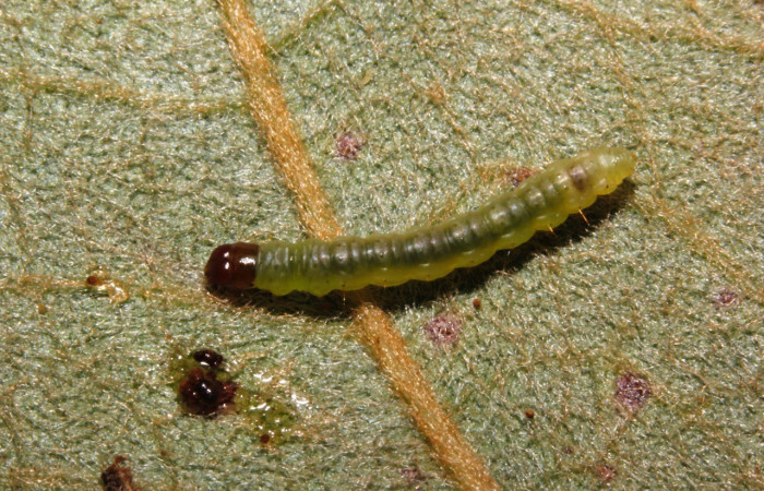 Figura 2. Dorsal entero <i>Psilocorsis</i></i> Janzen373, (Crambidae), en la planta <i>Byrsonima crassifolia</i></i> (Malpighiaceae). Sector Rincon Rain Forest. Camino Río Niño (elevación 326 metros), Colectada 9 octubre 2015. (15-SRNP-26169-DHJ730086.jpg).