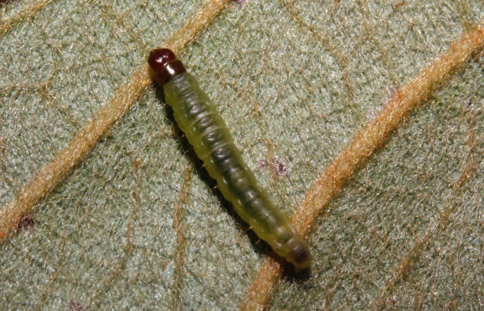 Figura 3. Dorsal entero <i>Psilocorsis</i></i> Janzen373, (Crambidae), en la planta <i>Byrsonima crassifolia</i></i> (Malpighiaceae). Sector Rincon Rain Forest. Camino Río Niño (elevación 326 metros), Colectada 9 octubre 2015. (15-SRNP-26169-DHJ730088.jpg).