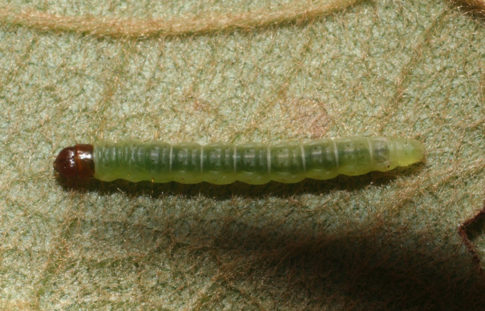 Figura 4. Dorsal entero <i>Psilocorsis</i></i> Janzen373, (Crambidae), en la planta <i>Byrsonima crassifolia</i></i> (Malpighiaceae). Brasilia. Moga (elevación 320 metros), Colectada 24 octubre 2011. (11-SRNP-66078-DHJ487832.jpg).