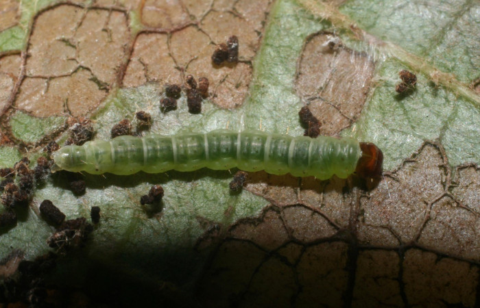 Figura 5. Dorsal central <i>Psilocorsis</i></i> Janzen373, (Crambidae), en la planta <i>Byrsonima crassifolia</i></i> (Malpighiaceae). Brasilia. Moga (elevación 320 metros), Colectada 24 octubre 2011. (11-SRNP-66078-DHJ487831.jpg).