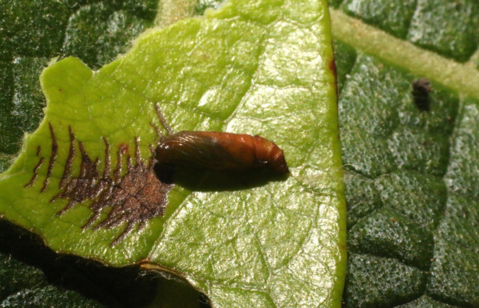 Figura 6. Pupa <i>Psilocorsis</i></i> Janzen373 (Crambidae). (23-SRNP-80266-DHJ786328.jpg).
