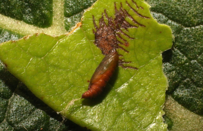 Figura 7. Pupa <i>Psilocorsis</i></i> Janzen373 (Crambidae). (23-SRNP-80266-DHJ786327.jpg).