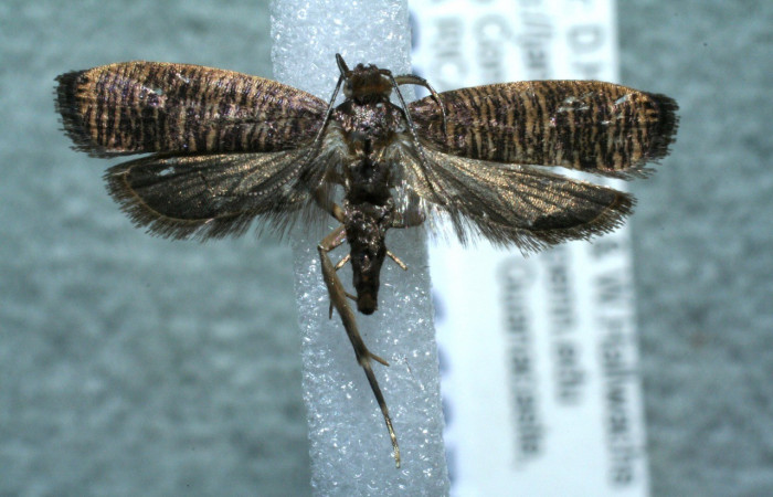 Figura 8. Adulto <i>Psilocorsis</i></i> Janzen373 (Crambidae), posición vista dorsal. (11-SRNP-66072-DHJ561490.jpg).