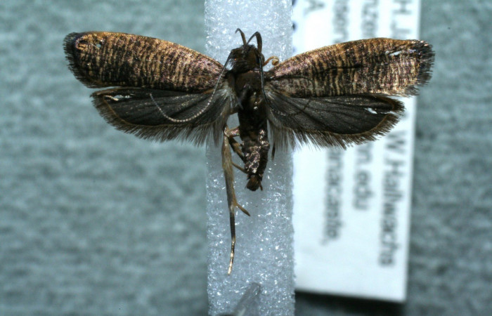 Figura 9. Adulto <i>Psilocorsis</i></i> Janzen373 (Crambidae), posición vista dorsal. (11-SRNP-66072-DHJ561500.jpg).