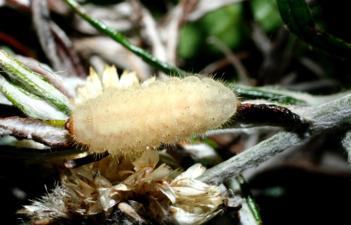 Figura 1. Larva <i>Strymon istapa</i></i> (Lycaenidae), color crema, posición dorsal, último estadio, mide 11 mm aproximadamente. Planta hospedera <i>Fleischmannia pycnocephala</i></i> (Arecaceae). Voucher: 09-SRNP-35705-DHJ455631.jpg.
