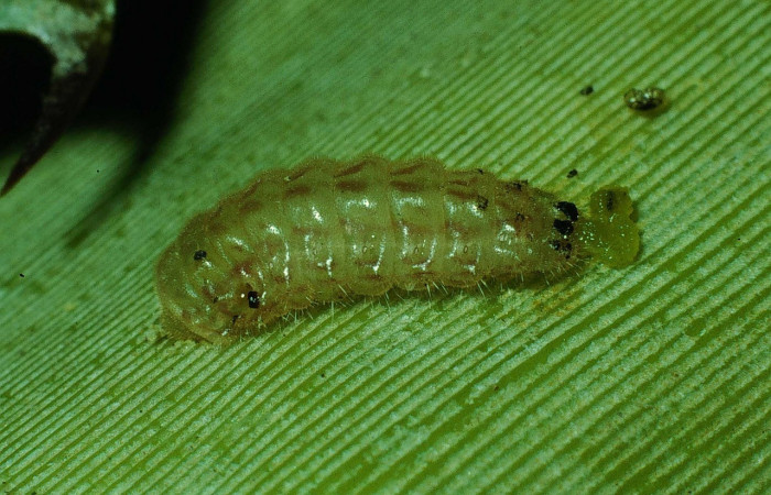 Figura 10. Larva <i>Strymon megarus</i></i> (Lycaenidae), color crema, posición dorsal, último estadio, mide 5 mm aproximadamente. Planta hospedera <i>Bromelia pinguin</i></i> (Bromeliaceae). Voucher: 90-SRNP-2864-DHJ13919.jpg.