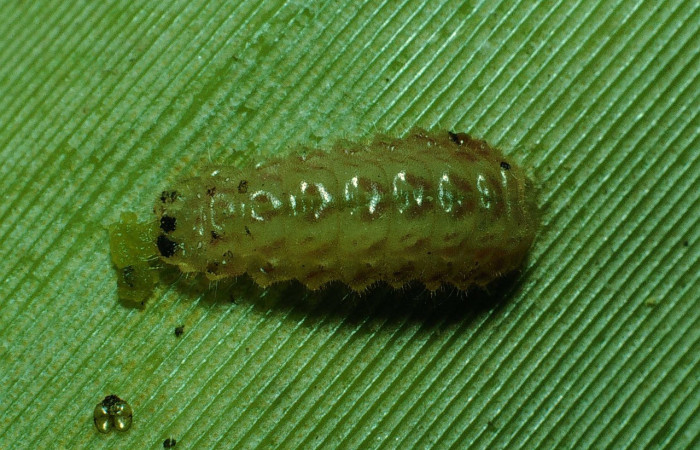 Figura 11. Larva <i>Strymon megarus</i></i> (Lycaenidae), color crema, posición dorsal, último estadio, mide 5 mm aproximadamente. Planta hospedera <i>Bromelia pinguin</i></i> (Bromeliaceae). Voucher: 90-SRNP-2864-DHJ13914.jpg.