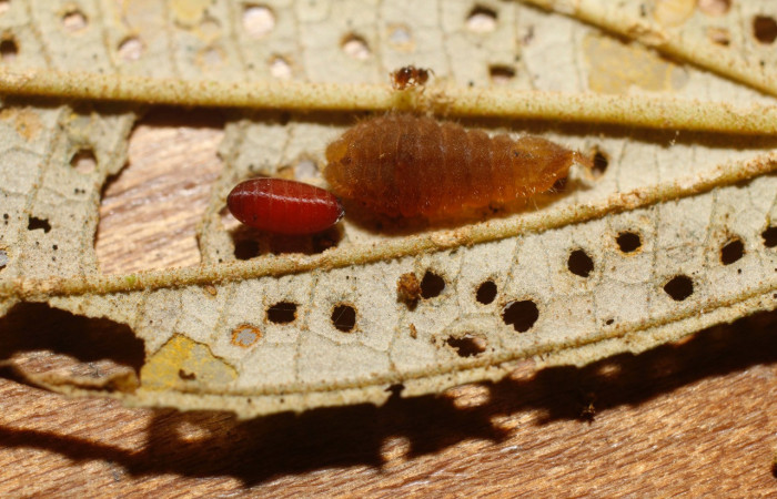 Figura 12. Parásito <i>Pseudosiphona</i></i>Janzen04 (Tachinidae), pupario y restos del cuerpo de la larva <i>Denivia</i></i> mavorsDHJ02(Lycaenidae), color café,. Voucher: 14-SRNP-30124-DHJ802122.jpg.
