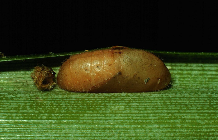 Figura 13. Pupa <i>Strymon megarus</i></i> (Lycaenidae), color café rojizo, posición lateral, mide 15 mm aproximadamente. Voucher: 92-SRNP-6-DHJ14739.jpg.
