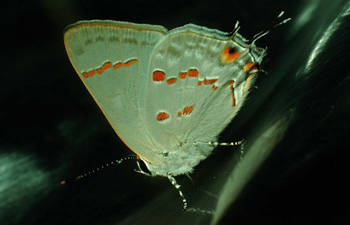 Figura 14. Adulto <i>Strymon megarus</i></i> (Lycaenidae), posición lateral, mide 24mm. Voucher: 92-SRNP-6-DHJ14728.jpg.