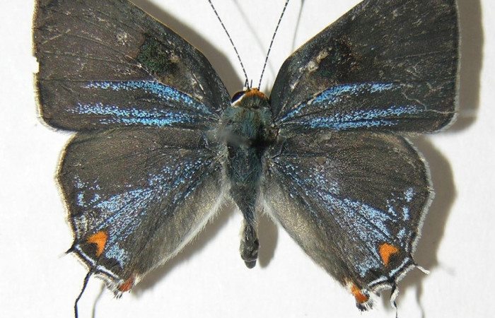 Figura 15. Adulto <i>Strymon megarus</i></i> (Lycaenidae), posición lateral, mide 24mm. Voucher: 06-SRNP-12113-DHJ343096.