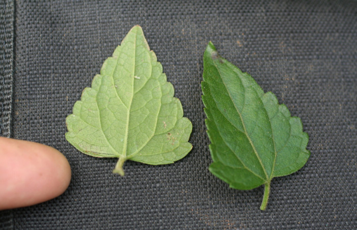 Figura 17. Planta <i>Fleischmannia pycnocephala</i></i> (Asteraceae), parte enfocada has y envés de la hoja. Foto tomada Jorge Hernandez 17Marzo2009. Voucher: BioBot05382-BB022183.JPG.