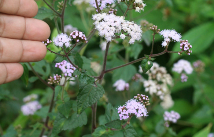 Figura 18. Planta <i>Fleischmannia pycnocephala</i></i> (Asteraceae), parte enfocada flor. Foto tomada Jorge Hernandez 17Marzo2009. Voucher: BioBot05382-BB022179.JPG.