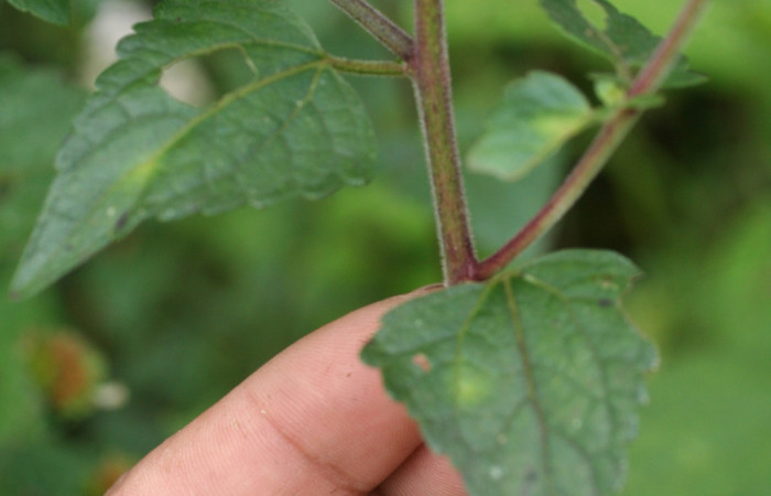 Figura 19. Planta <i>Fleischmannia pycnocephala</i></i> (Asteraceae), parte enfocada hojas. Foto tomada Jorge Hernandez 17Marzo2009. Voucher: BioBot05382-BB022181.JPG.