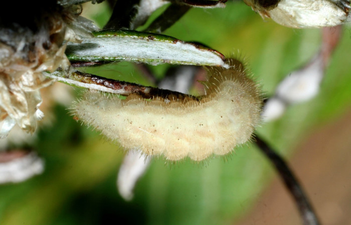 Figura 2. Larva <i>Strymon istapa</i></i> (Lycaenidae), color crema, posición lateral, último estadio, mide 11 mm aproximadamente. Planta hospedera <i>Fleischmannia pycnocephala</i></i> (Arecaceae). Voucher: 09-SRNP-35705-DHJ455632.jpg.