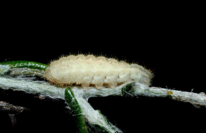 Figura 3. Larva <i>Strymon istapa</i></i> (Lycaenidae), color crema, posición lateral, último estadio, mide 11 mm aproximadamente. Planta hospedera <i>Fleischmannia pycnocephala</i></i> (Arecaceae). Voucher: 09-SRNP-35705-DHJ455630.jpg.