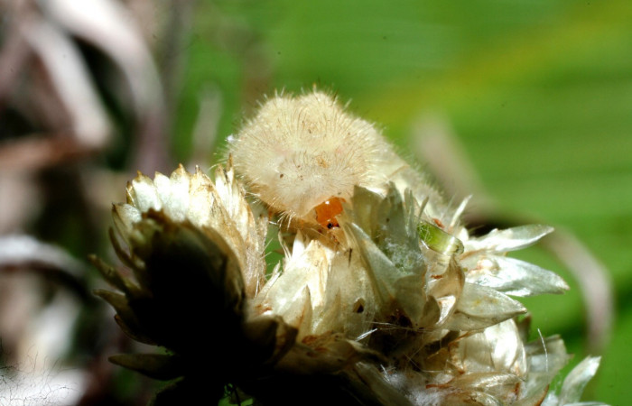 Figura 4. Larva <i>Strymon istapa</i></i> (Lycaenidae), color crema, posición cabeza, último estadio, mide 11 mm aproximadamente. Planta hospedera <i>Fleischmannia pycnocephala</i></i> (Arecaceae). Voucher: 09-SRNP-35705-DHJ455626.jpg.