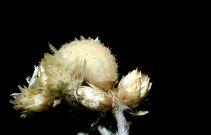 Figura 5. Larva <i>Strymon istapa</i></i> (Lycaenidae), color crema, posición trasera, último estadio, mide 11 mm aproximadamente. Planta hospedera <i>Fleischmannia pycnocephala</i></i> (Arecaceae). Voucher: 09-SRNP-35705-DHJ455619.jpg.