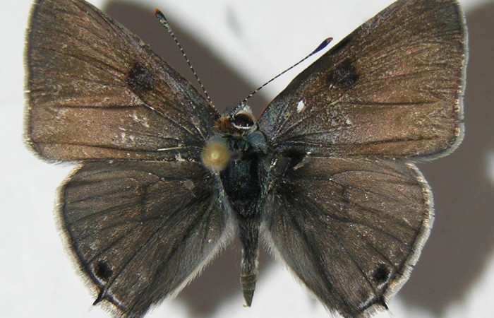 Figura 6. Adulto <i>Strymon istapa</i></i> (Lycaenidae), posición dorsal, mide 23mm. Voucher: 09-SRNP-35705-DHJ513066.
