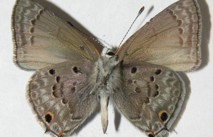 Figura 7. Adulto <i>Strymon istapa</i></i> (Lycaenidae), posición ventral, mide 23mm. Voucher: 09-SRNP-35705-DHJ513067.