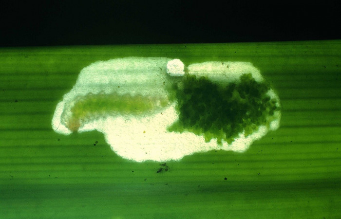 Figura 8. Larva <i>Strymon megarus</i></i> (Lycaenidae), color crema, posición alimentándose, último estadio, mide 5 mm aproximadamente. Planta hospedera <i>Bromelia pinguin</i></i> (Bromeliaceae). Voucher: 90-SRNP-2864-DHJ13923.jpg.