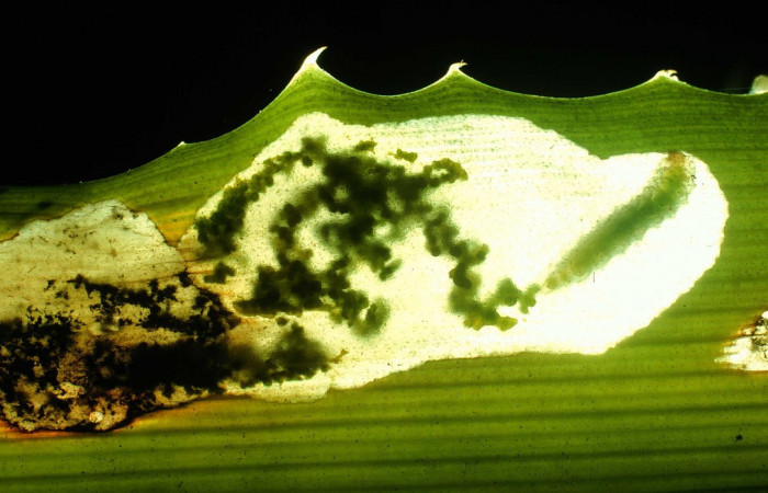 Figura 9. Larva <i>Strymon megarus</i></i> (Lycaenidae), color crema, posición alimentándose, último estadio, mide 5 mm aproximadamente. Planta hospedera <i>Bromelia pinguin</i></i> (Bromeliaceae). Voucher: 92-SRNP-2-DHJ14719.jpg.
