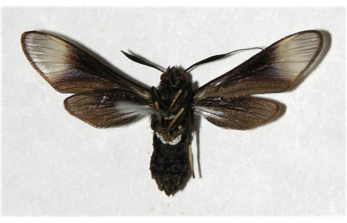 Fig 13. Adulto <i>Anycles anthracina</i></i>, vista ventral, (hembra) 26 mm en alas abiertas. Voucher 02-SRNP-31599-DHJ316527
