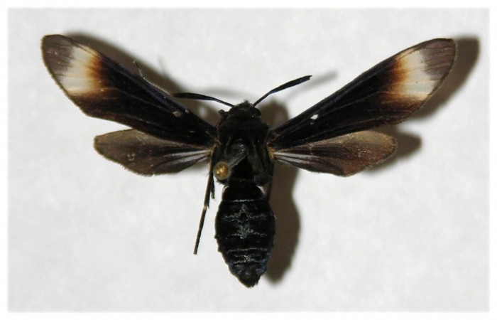 Fig. 4. Adulto <i>Anycles adusta</i></i>, vista dorsal, (female) 31mm en alas abiertas. 
Voucher 03-SRNP-7912-DHJ316520 