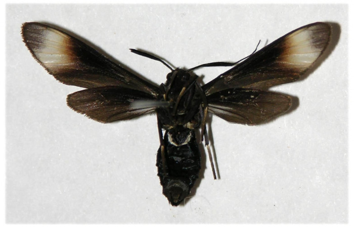 Fig. 5. Adulto <i>Anycles adusta</i></i>, vista ventral, (female) 31mm en alas abiertas.  
Voucher 03-SRNP-7912-DHJ316521.