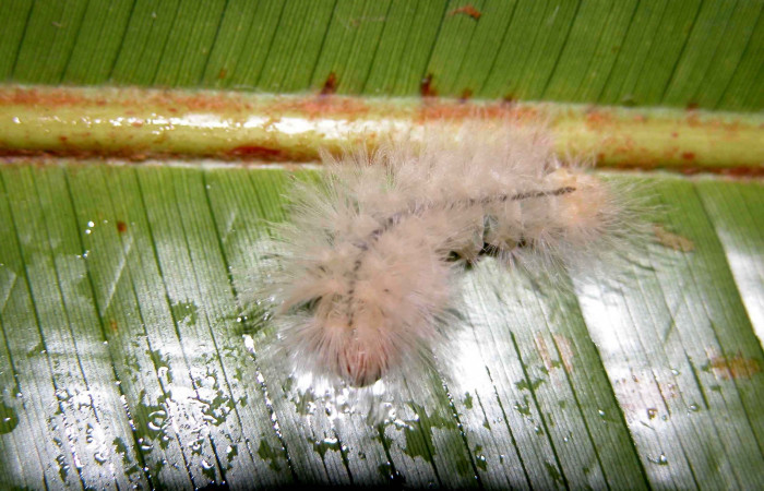 Fig. 3. Larva <i>Anycles adusta</i></i>, dorsal entero, en ultimo estadio, 25 mm de largo, Sector San Cristóbal.
Voucher 03-SRNP-7912-DHJ400870.jpg