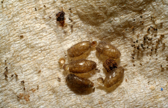 Fig. 9. Capullos eclosionados del parásito de la familia Braconidae, Meteorus Zitani01DHJ06, en larva <i>Anycles adusta</i></i>, último estadio. Voucher 04-SRNP-45515-DHJ401810.jpg