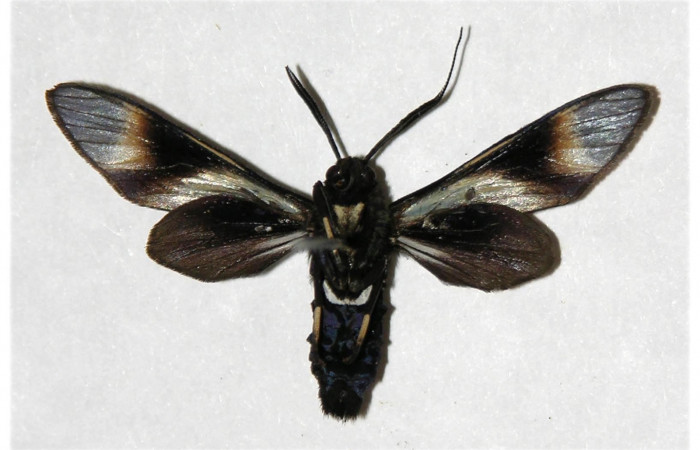 Fig. 7. Adulto <i>Anycles adusta</i></i>, vista dorsal,(male)  31mm en alas abiertas.
Voucher 04-SRNP-48335-DHJ316519.