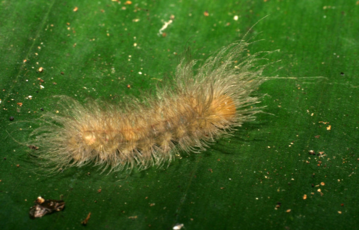 Fig. 1. Larva <i>Anycles adusta</i></i>, en tercer  estadio,16 mm de largo. Estación Biológica Los Almendros. Voucher 07-SRNP-20002-DHJ419586.jpg.