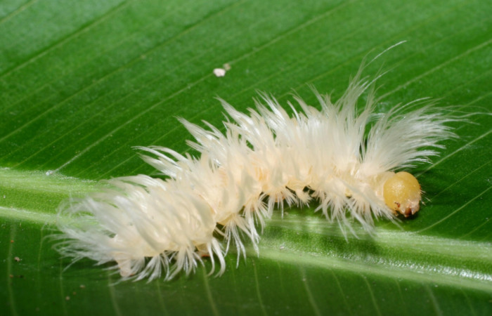 Fig 12. Larva <i>Anycles</i></i> anthracina, dorsal entero en último estadio, 18 mm de largo Estación Biológica La Perla. Voucher 08-SRNP-56762-DHJ442880.jpg
