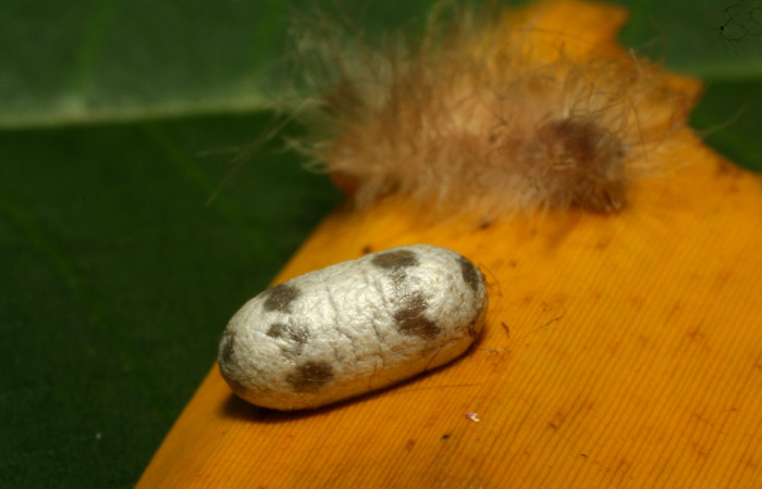 Fig. 10. Capullo de parásito de la familia Ichneumonidae, Casinaria CAS-04/09DHJ01, en larva <i>Anycles adusta</i></i>, último estadio, 11 mm de largo, Estación Biológica Pitilla. Voucher 10-SRNP-72522-DHJ479569.jpg