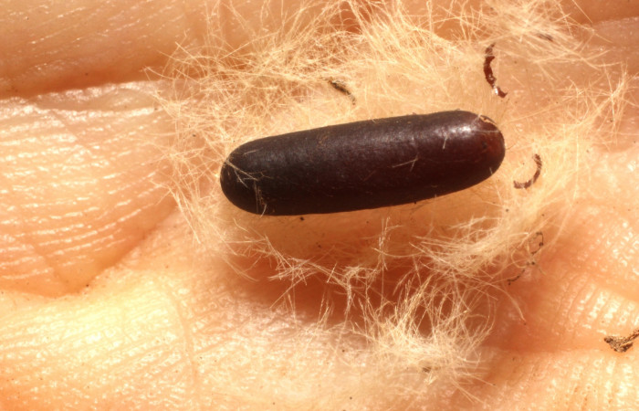 Fig. 11.Prepupa de la larva <i>Anycles adusta</i></i>, parasitada por  la avispa Diradops de la familia Ichneumonidae. Estación Santa Rosa. Voucher 14-SRNP-75250-DHJ804952.jpg