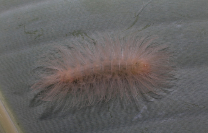 Fig. 2. Larva <i>Anycles adusta</i></i>, dorsal entero en penúltimo estadio, 20 mm de largo.  Estación Biológica Leiva. Voucher 20-SRNP-80595DHJ755284.jpg.