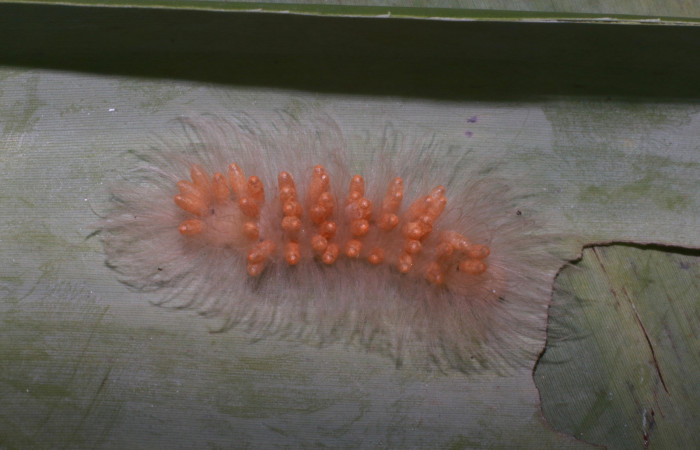 Fig. 8. Larva <i>Anycles adusta</i></i>, parasitada, último estadio, 25 mm de largo, Estación Biológica Leiva.
Voucher 20-SRNP-80595-DHJ755291.jpg