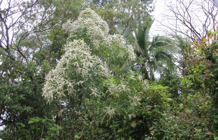 Figura. 1 Habitad, <i>Lepidaploa patens</i></i>, (Asteraceae). Area de Conservación Guanacaste. Sector Rincón Rain Forest. Selva, (elevación 410 metros), colectada el 22 de marzo 2023. Foto, Jorge Hernández. 
