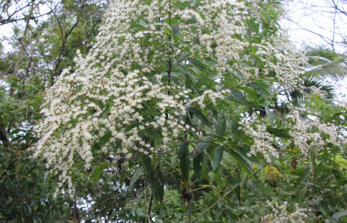 Figura. 2 Habitad, <i>Lepidaploa patens</i></i>, (Asteraceae). Area de Conservación Guanacaste. Sector Rincón Rain Forest. Selva, (elevación 410 metros), colectada el 22 de marzo 2023. Foto. Jorge Hernández. 
